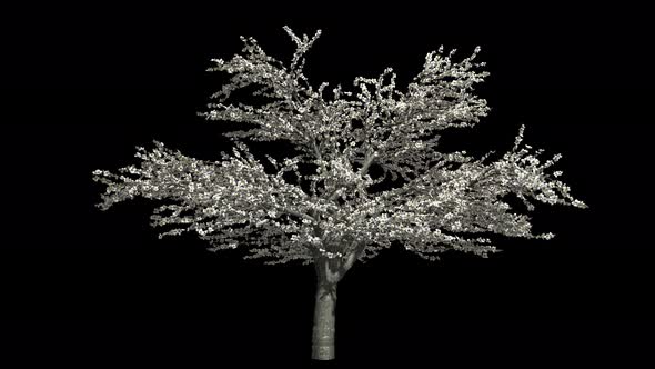 Cherry Tree Blossom alt