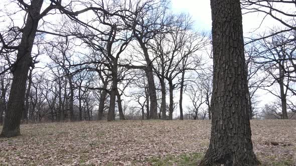 Forest with Trees Without Leaves During the Day