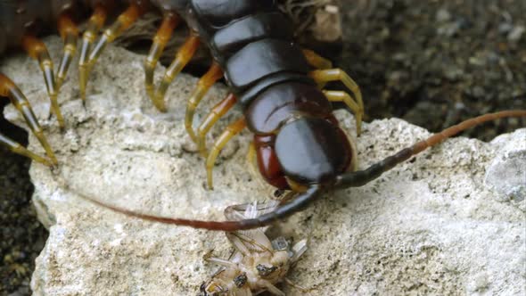 Extreme close shot of a Peruvian Giant Centipede eating a bug