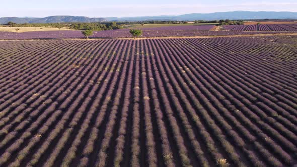 Lavender Field in Plateau de Valensole Provence