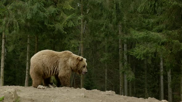 A Big Brown Bear in the Forest