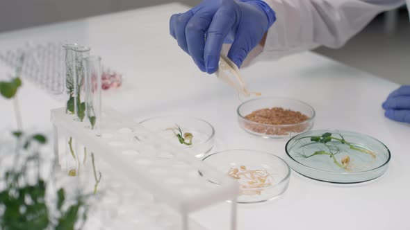 Scientist Examining GM Plant Seeds