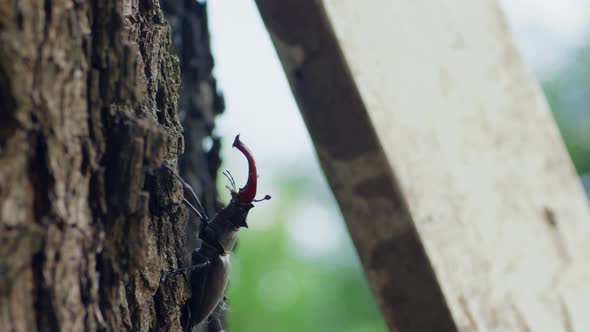 Stag Beetle on Tree