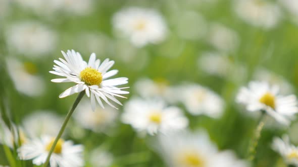 Spring background with white common daisy in the grass shallow DOF 4K 3840X2160 UHD video - White Be