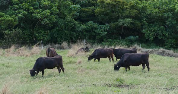 Cow farm in ishigaki island of Japan