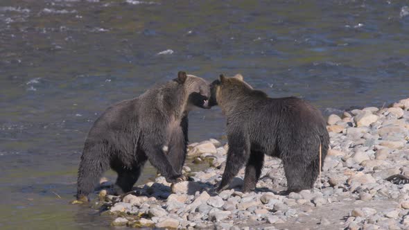 Grizzly Bears Nuzzling on Shore of River