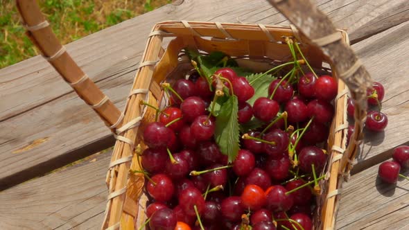 Top View Panorama of the Juicy Red Cherries in the Basket on the Wooden Table