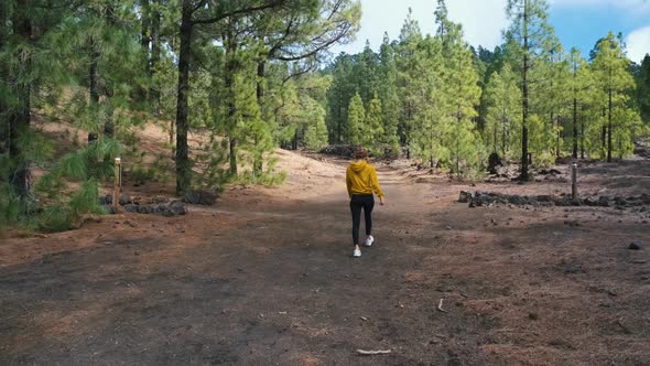 Woman Traveler Walks Around a Pine Forest on Top of the Chinyero Volcano in the National Park of the