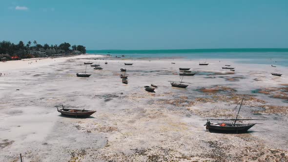 Lot of Fishing Boats Stuck in Sand Off Coast at Low Tide Zanzibar Aerial View