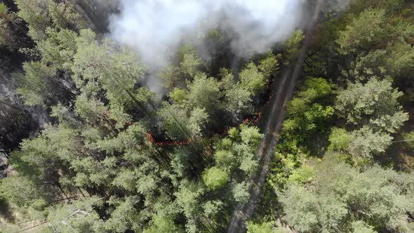 Top View of an Invincible Forest Fire
