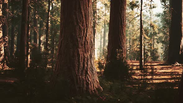 Giant Sequoias in the Giant Forest Grove in the Sequoia National Park