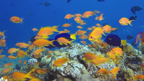 Red Sea Coral Garden