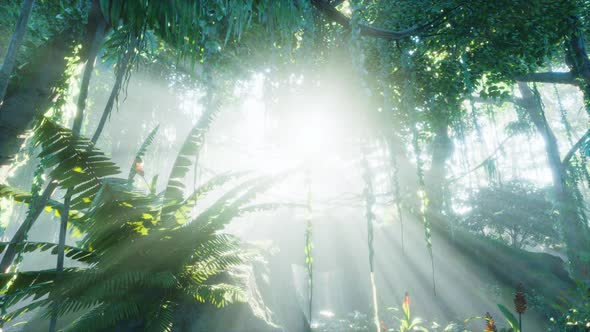 Green Tropical Forest with Ray of Light alt