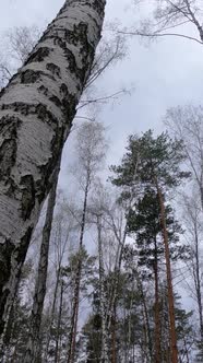 Vertical Video of the Birch Forest with Birches in the Afternoon