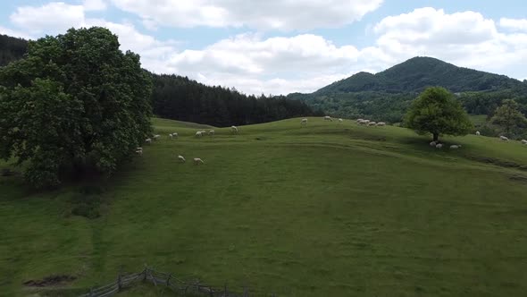 Sheep on a meadow. Bright day.