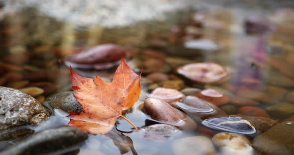 A golden autumn colored leaf in a mountain river as rain drops create splashes and ripples in the wa