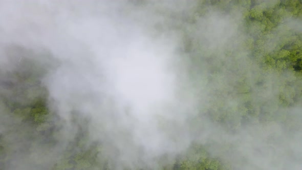 Through the clouds in the mountain forest