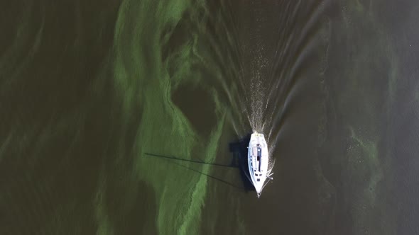 Water Pollution By Blooming Bluegreen Algae  Cyanobacteria is World Environmental Problem