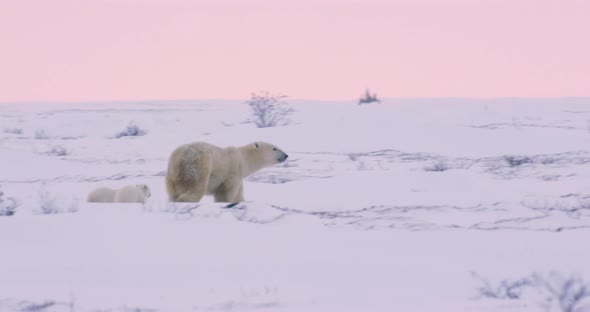 Extreme wide following shot of a Polar Bear sow and her two cubs as they run towards the right of fr