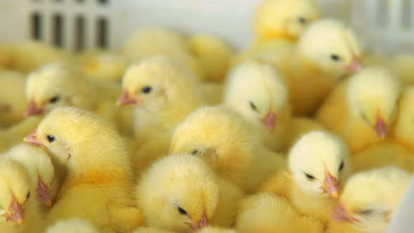 Poultry Farming and Raising Chickens on an Agricultural Farm. Many Close-up Chickens Moving in a