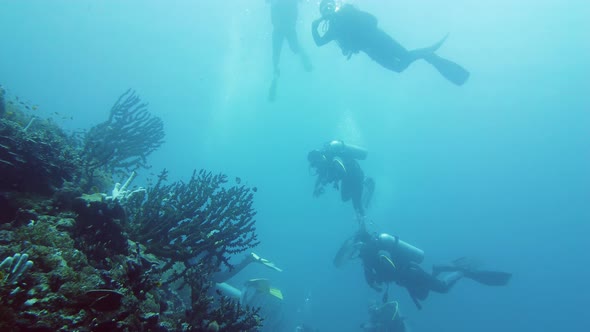 Scuba Divers Underwater. Leyte, Philippines