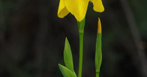 Yellow Iris, iris pseudacorus, Closeup of yellow flower petals.