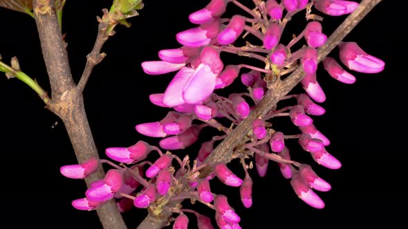 Beautiful Time Lapse  of a Judas Tree Flower Blooming