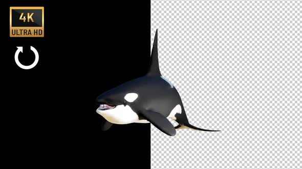 Killer Whale Orca Swimming Front View