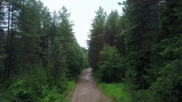 A huge green forest