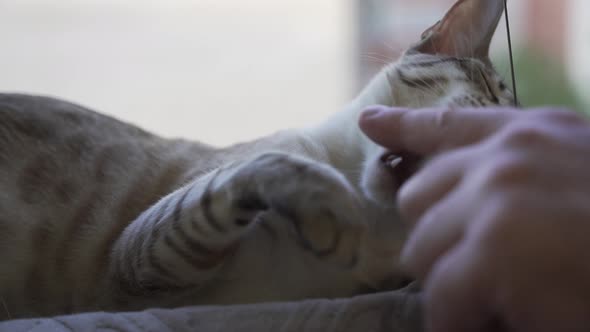 Owner Teases the Bengalioriental Domestic Cat By Clicking on the Nose