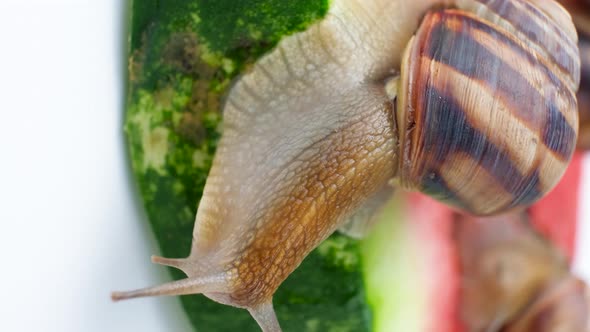 Beautiful Grape Garden Snail Sits on a Watermelon and Looks Around