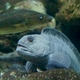 Aquarium. Sitting Blue-gray Fish Breathing Heavily. Goggles. - VideoHive Item for Sale