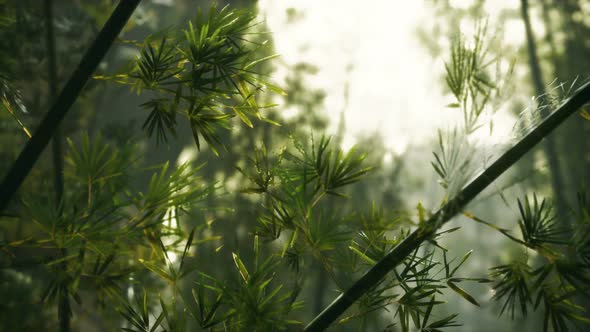 Green Bamboo Forest with Morning Sunlight