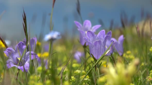 Flowers Blue Bells in Green Grass