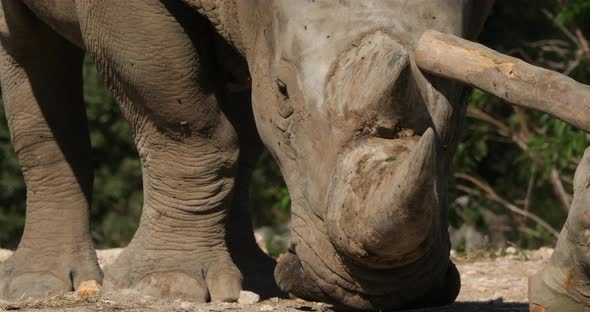 The white rhinoceros or square-lipped rhinoceros, (Ceratotherium simum)