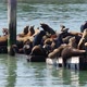 Sea lions on Pier 39 - VideoHive Item for Sale