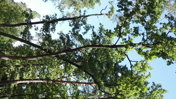 Vertical Video of a Forest with Trees