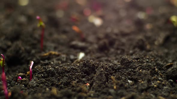 Plant Growing in Timelapse Beet Seeds Sprouts Germination Spring and Summer Agriculture