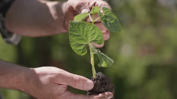 Inspection of the plant to be planted in a flower bed in the hands of the gardener.