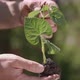 Inspection of the plant to be planted in a flower bed in the hands of the gardener. - VideoHive Item for Sale
