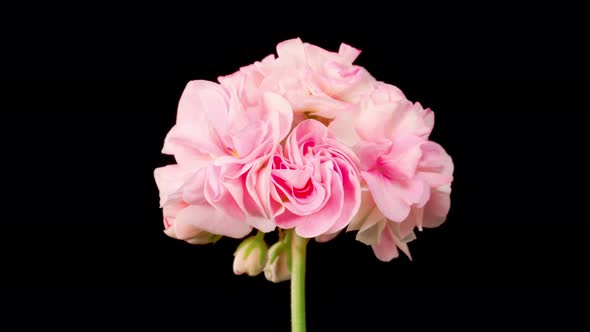 Time Lapse of Opening Pink Geranium ( Pelargonium ) Flower