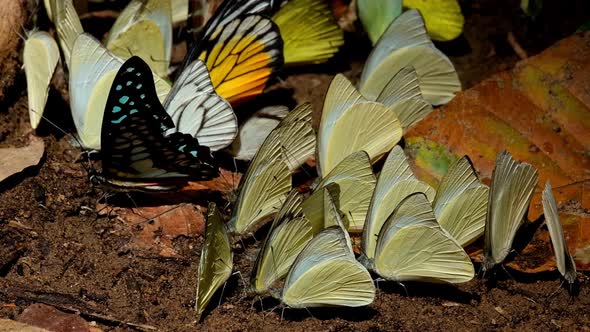 A Common Jay Graphium doson on the left side surrounded by yellow butterflies then the Spot Swordtai