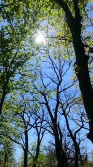 Vertical Video of the Forest in the Spring