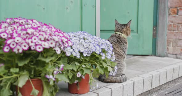 Street cat sitting at the house door