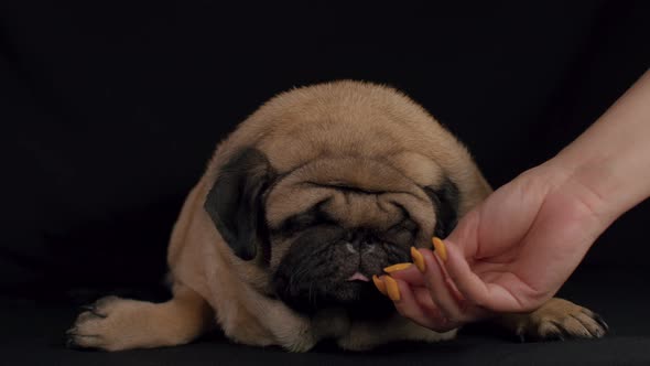 Close Up of Cute Pug Eats Delicious Food Lying on Black Background