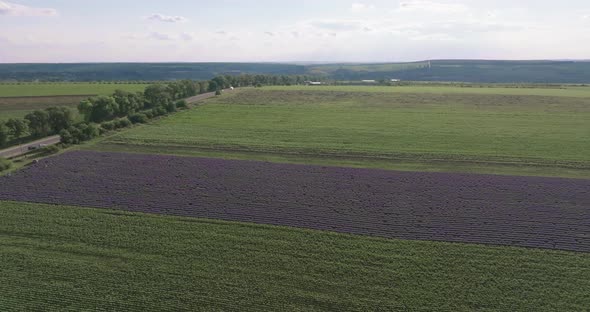 Aerial shot of a lavender hill