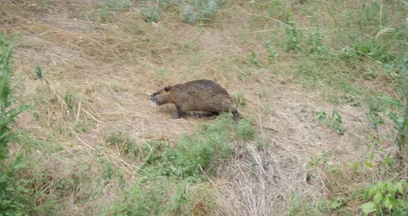 Nutria In The Wild