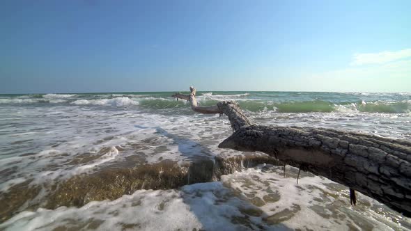 Dried Tree Log on the Beach