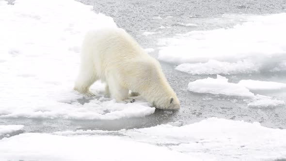 Polar Bear Walking on the Ice in Arctic