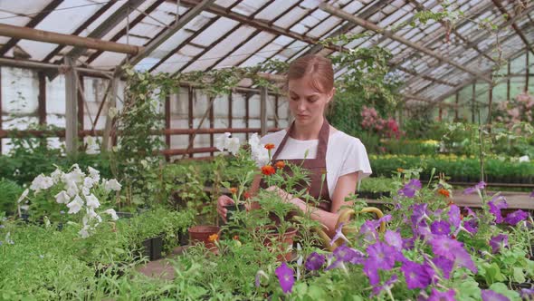 Girl in an Apron at Work in a Greenhouse Transplants Flowers Slowmotion Video